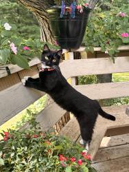 Lost Female Cat last seen Near the Glen at Burnsville apmts, Burnsville, MN 55337