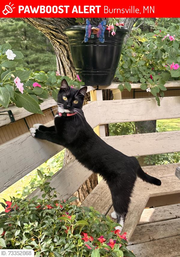 Lost Female Cat last seen Near the Glen at Burnsville apmts, Burnsville, MN 55337