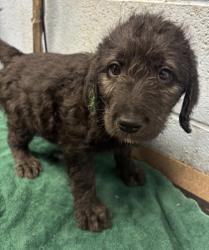 Shelter Stray Male Dog last seen Near Buford Hwy NE, Atlanta, GA 30341, 30341, GA, 3280 Chamblee Dunwoody Rd, Chamblee, GA 30341, USA