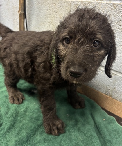 Shelter Stray Male Dog last seen Near Buford Hwy NE, Atlanta, GA 30341, 30341, GA, 3280 Chamblee Dunwoody Rd, Chamblee, GA 30341, USA