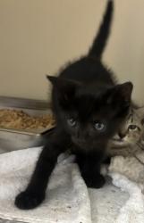 Shelter Stray Male Cat last seen Near Church St, Clarkston, GA 30021, 30021, GA, 3280 Chamblee Dunwoody Rd, Chamblee, GA 30341, USA