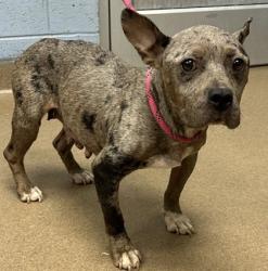 Shelter Stray Female Dog last seen River rd @ linecrest, Ellenwood GA 30294, 30294, GA, 3280 Chamblee Dunwoody Rd, Chamblee, GA 30341, USA