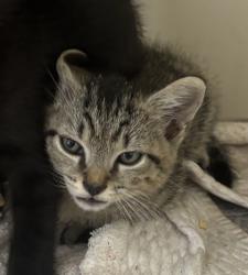 Shelter Stray Male Cat last seen Near Church St, Clarkston, GA 30021, 30021, GA, 3280 Chamblee Dunwoody Rd, Chamblee, GA 30341, USA