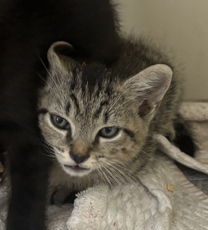 Shelter Stray Male Cat last seen Near Church St, Clarkston, GA 30021, 30021, GA, 3280 Chamblee Dunwoody Rd, Chamblee, GA 30341, USA