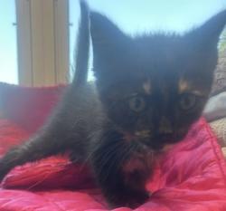 Shelter Stray Female Cat last seen Near S Hairston Rd, Stone Mountain, GA 30088, 30088, GA, 3280 Chamblee Dunwoody Rd, Chamblee, GA 30341, USA