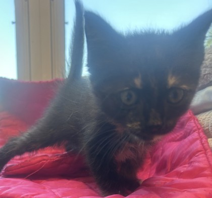 Shelter Stray Female Cat last seen Near S Hairston Rd, Stone Mountain, GA 30088, 30088, GA, 3280 Chamblee Dunwoody Rd, Chamblee, GA 30341, USA