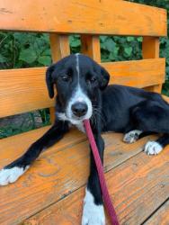 Shelter Stray Female Dog last seen Near Harlem Ave, Baltimore, MD 21216, 21216, MD, 2490 Giles Rd, Baltimore, MD 21225, USA
