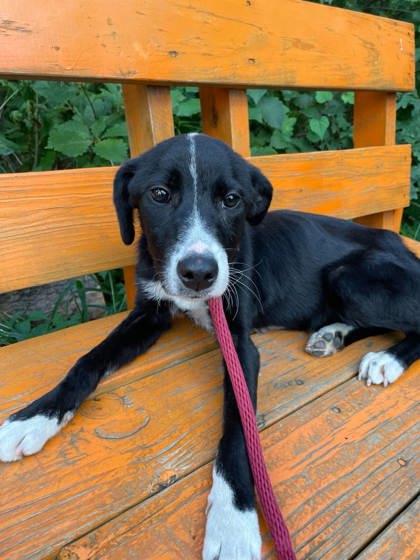 Shelter Stray Female Dog last seen Near Harlem Ave, Baltimore, MD 21216, 21216, MD, 2490 Giles Rd, Baltimore, MD 21225, USA
