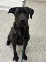 Shelter Stray Male Dog last seen Near E. Biddle St., 21202, MD, 2490 Giles Rd, Baltimore, MD 21225, USA