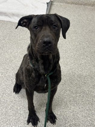 Shelter Stray Male Dog last seen Near E. Biddle St., 21202, MD, 2490 Giles Rd, Baltimore, MD 21225, USA