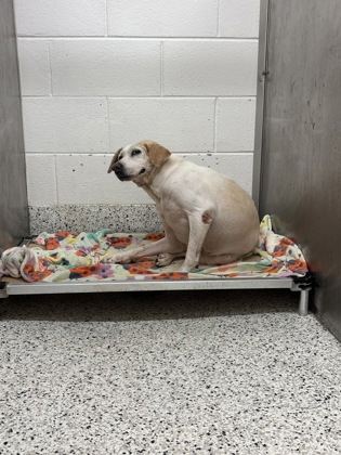 Shelter Stray Female Dog last seen Near Plainville Pl Sw, Atlanta, GA, 1251 Fulton Industrial Blvd NW, Atlanta, GA 30336, USA