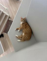 Reunited Male Cat last seen Near Asilomar Dr, Antioch, CA 94509, USA, Antioch, CA 94509
