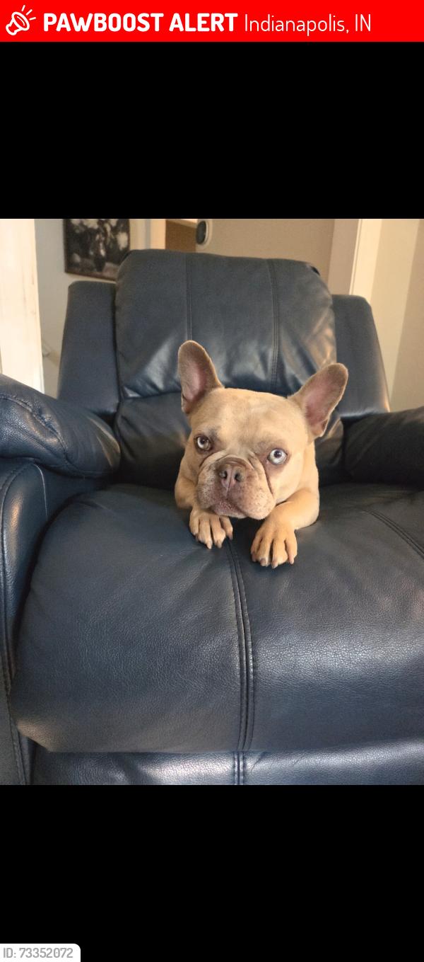 Lost Female Dog last seen Beecher and Singleton St, Indianapolis, IN 46203