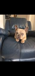 Lost Female Dog last seen Beecher and Singleton St, Indianapolis, IN 46203