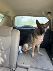 Found/Stray Female Dog last seen Sandy Ridge Road, High Point, NC 27235