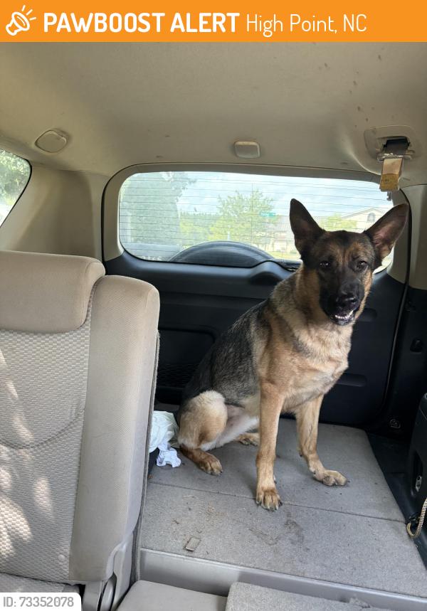 Found/Stray Female Dog last seen Sandy Ridge Road, High Point, NC 27235