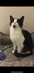 Lost Female Cat last seen Hiding under the porch of our hse in summerside but then ran off, Edmonton, AB T6X 0E1