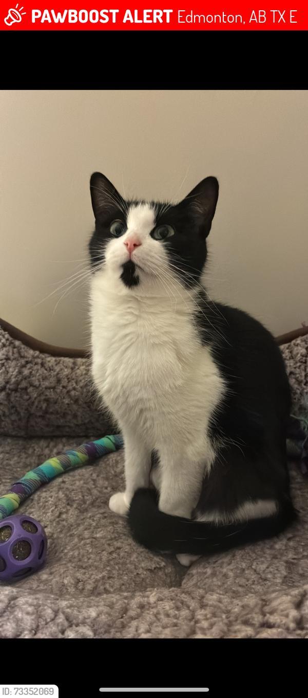 Lost Female Cat last seen Hiding under the porch of our hse in summerside but then ran off, Edmonton, AB T6X 0E1