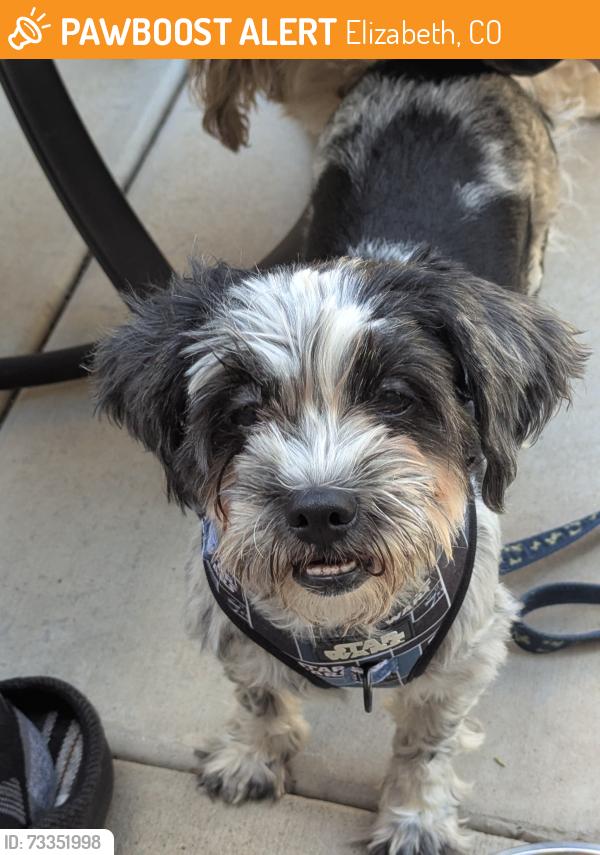Found/Stray Female Dog last seen Elizabeth Co, Elizabeth, CO 80107