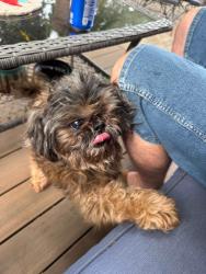 Reunited Male Dog last seen Near 232nd ln nw, Saint Francis, MN 55070