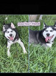 Reunited Male Dog last seen Near Allen Genoa Rd, Pasadena, TX 77502, USA, Houston, TX 77017