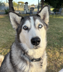 Reunited Female Dog last seen Near 16 avenue and 250 St in Aldergrove, Langley Township, BC 