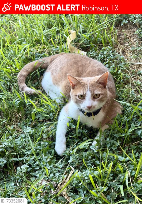 Lost Male Cat last seen Stallion drive, Robinson, TX 76706