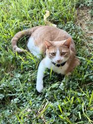 Lost Male Cat last seen Stallion drive, Robinson, TX 76706