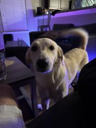 Lost Female Dog last seen Near sol vista, Fort Collins, CO 80524