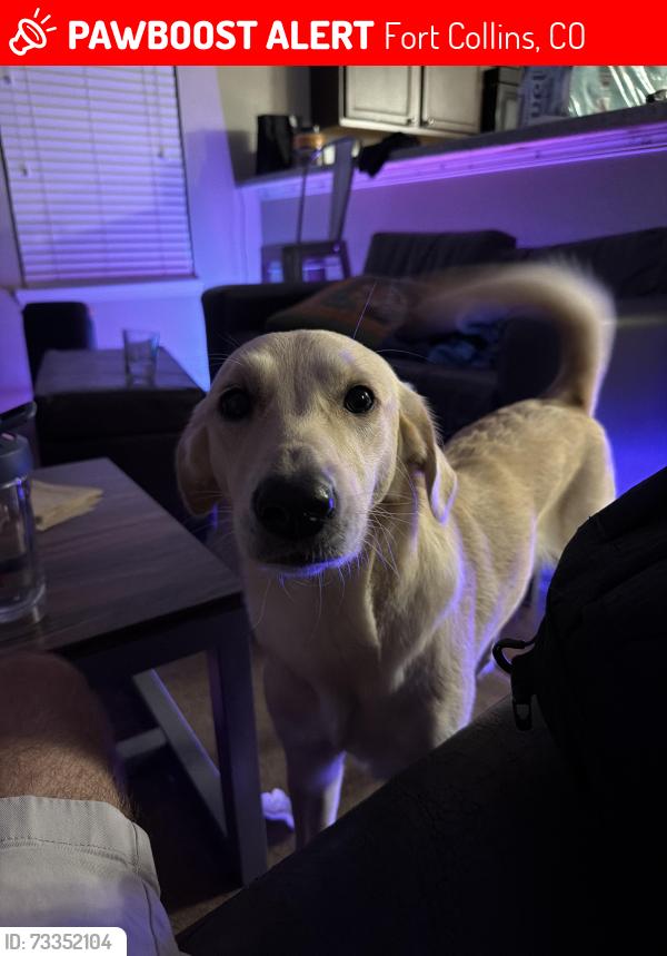 Lost Female Dog last seen Near sol vista, Fort Collins, CO 80524