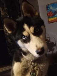 Lost Male Dog last seen Stone Creek trailer park, Maryville, TN 37801