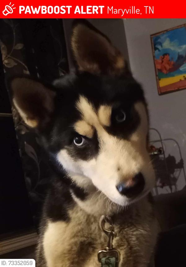 Lost Male Dog last seen Stone Creek trailer park, Maryville, TN 37801