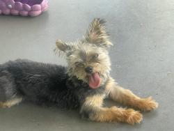 Lost Female Dog last seen Richard shower center, Huntsville, AL 35810