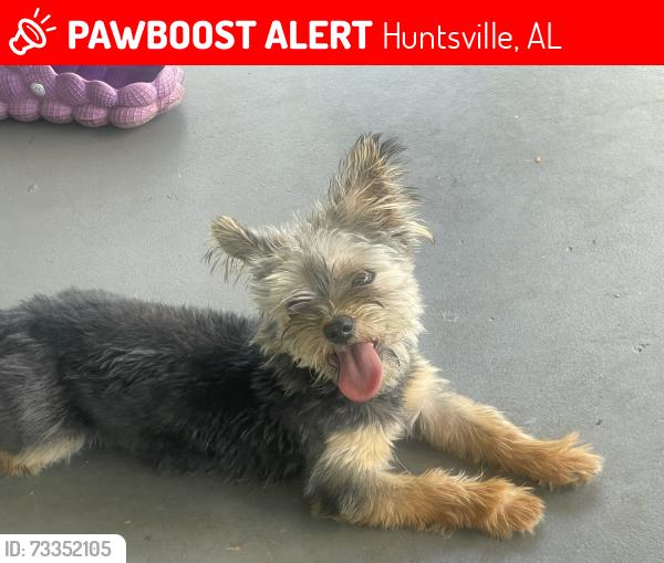 Lost Female Dog last seen Richard shower center, Huntsville, AL 35810