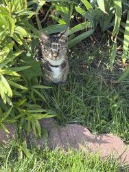Found/Stray Unknown Cat last seen Down the street from Brothers Pizza, on Woodland AVE, Drexel Hill, PA 19026
