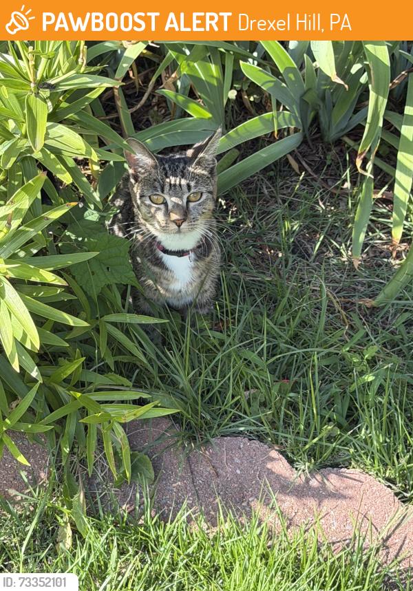 Found/Stray Unknown Cat last seen Down the street from Brothers Pizza, on Woodland AVE, Drexel Hill, PA 19026