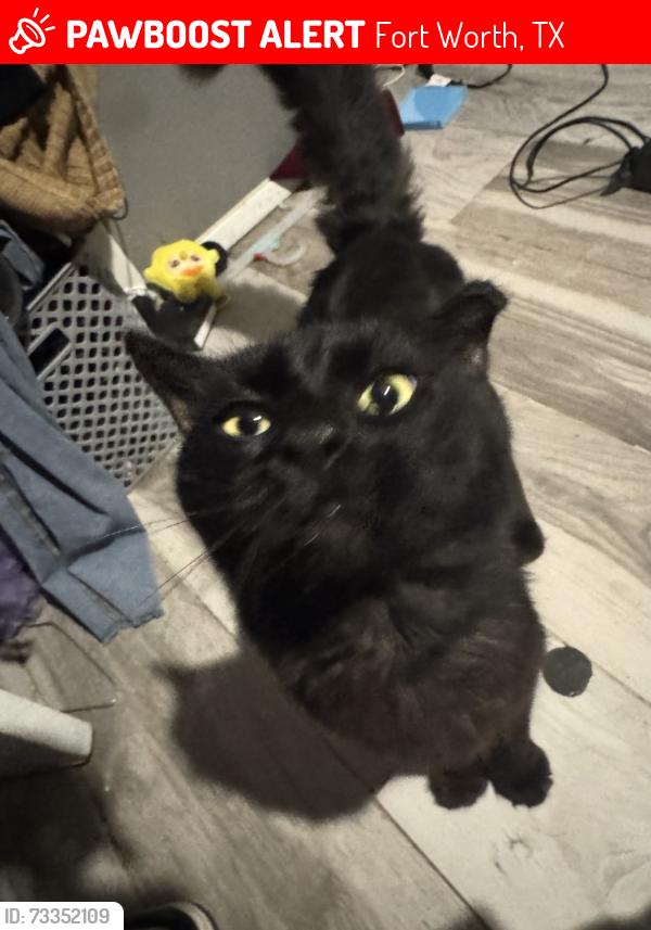 Lost Male Cat last seen Always around sycamore elementary, Fort Worth, TX 76134