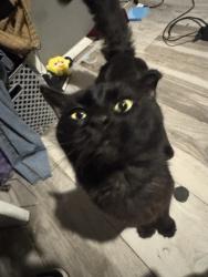 Lost Male Cat last seen Always around sycamore elementary, Fort Worth, TX 76134