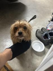 Reunited Unknown Dog last seen Blakley drive, Kingsport TN, Kingsport, TN 37664