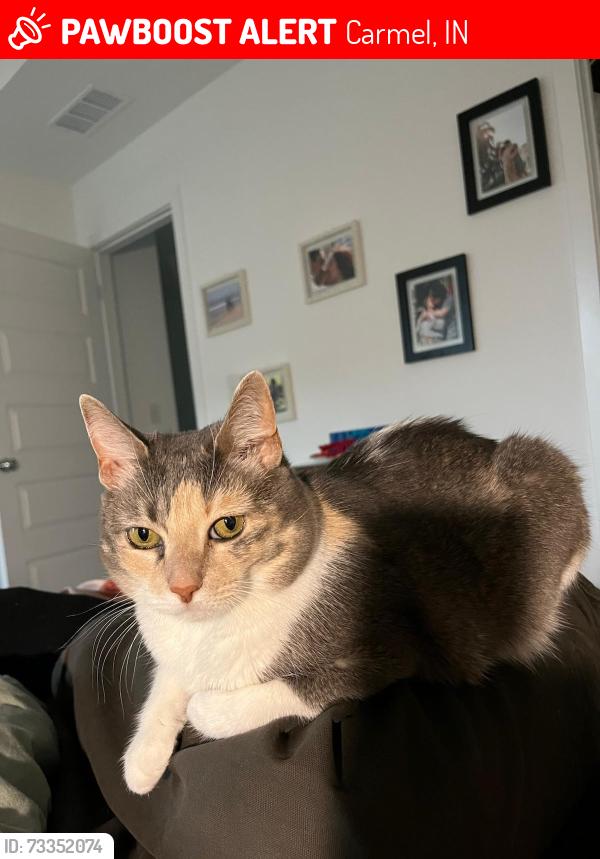 Lost Female Cat last seen Equality Blvrd & James Dean Dr, Carmel, IN 46033