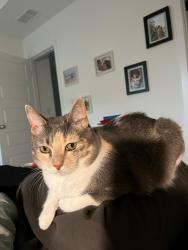 Lost Female Cat last seen Equality Blvrd & James Dean Dr, Carmel, IN 46033