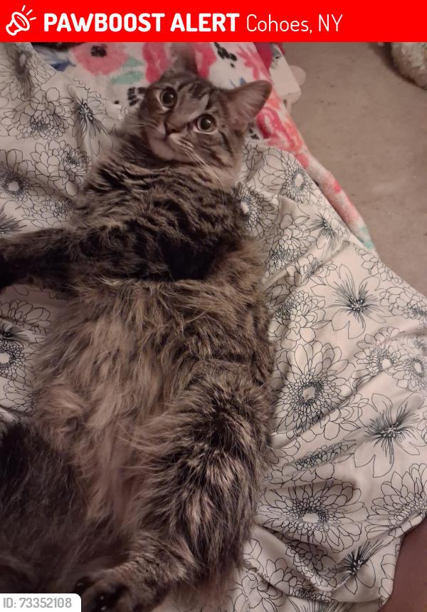Lost Male Cat last seen Columbia st, Cohoes, NY 12047