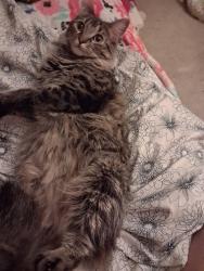 Lost Male Cat last seen Columbia st, Cohoes, NY 12047