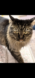 Reunited Male Cat last seen Waterfield Ct and Wool Ridge Way, Greer, SC 29650
