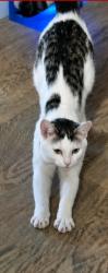 Lost Female Cat last seen Crestwood Drive Gibsonia PA 15044, Gibsonia, PA 15044