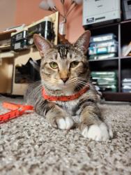 Lost Male Cat last seen Jena/enterprise, Deltona, FL 32725