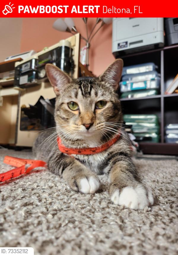 Lost Male Cat last seen Jena/enterprise, Deltona, FL 32725