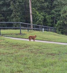 Reunited Unknown Dog last seen FM 2025 and Hickman Creek Dr, Cleveland, TX 77328