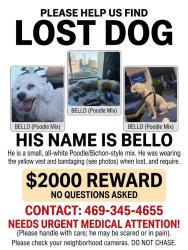 Lost Male Dog last seen Near S Buckner Blvd Dallas , TX 75217, Dallas, TX 75217