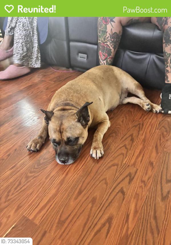 Reunited Female Dog last seen Parkside, Stockbridge, GA 30281